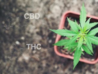 CBD Oil vs Medical Marijuana