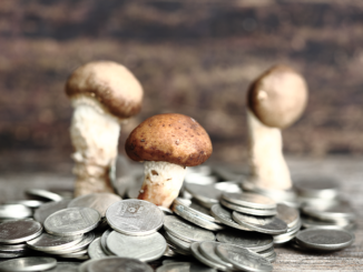 Heal the Mind, Heal the World